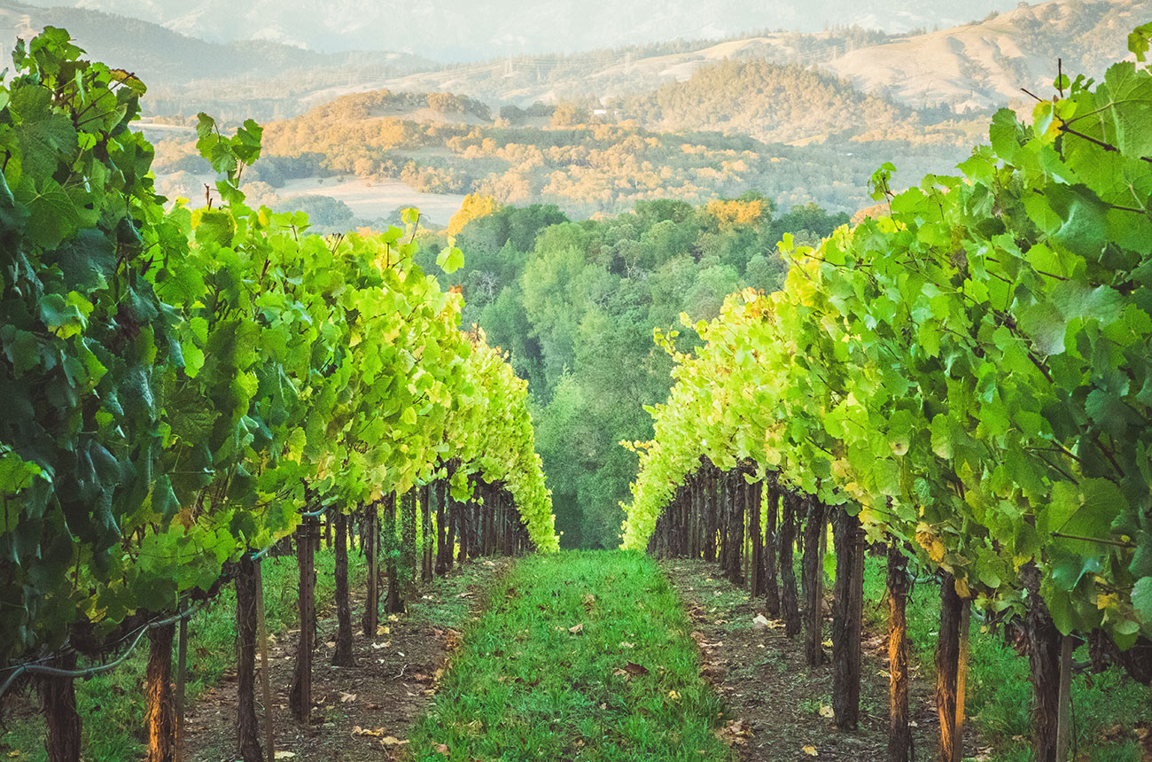 Why Would a Vineyard Go Sustainable? Winegrowing Reasons
