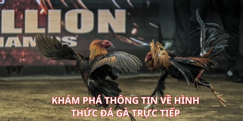 Sơ lược về phương thức đá gà trực tiếp